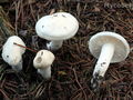 Hygrophorus agathosmus